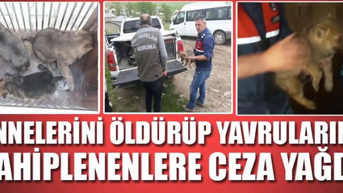 Annelerini öldürüp yavrularını sahiplenenlere ceza yağdı