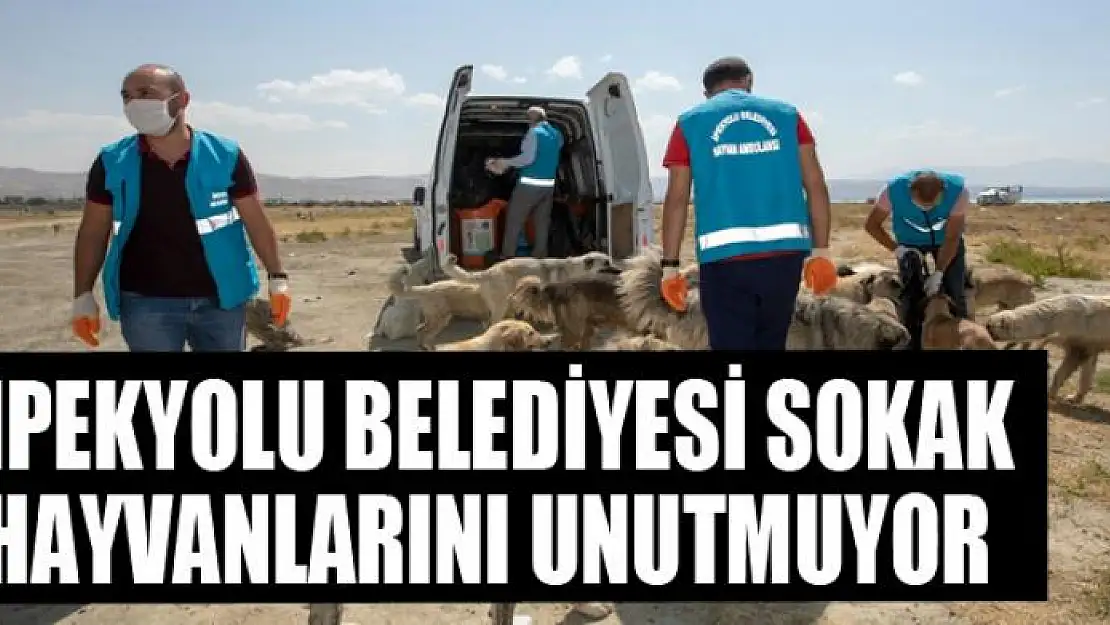 İpekyolu Belediyesi sokak hayvanlarını unutmuyor