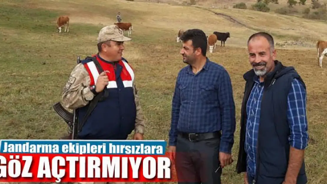 Jandarma ekipleri hayvan hırsızlarına göz açtırmıyor