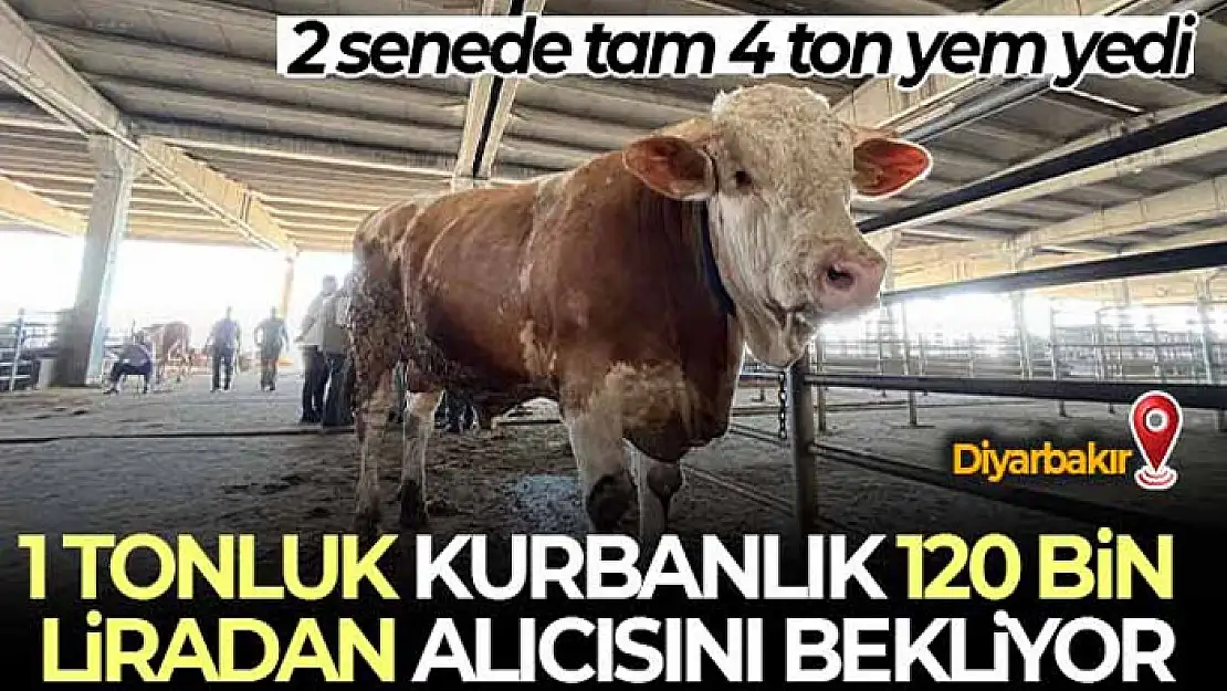 2 senede tam 4 ton yem yedi, 1 tonluk kurbanlık 120 bin liradan alıcısını bekliyor