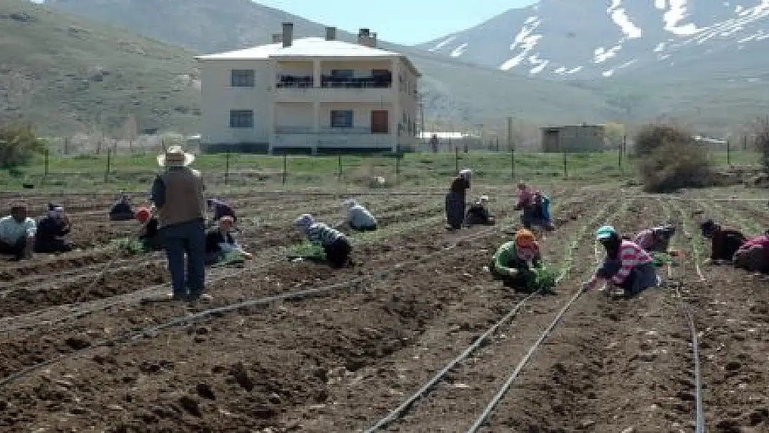 GEVAŞ'IN TARIM ÜRETİMDEKİ BAŞARISI