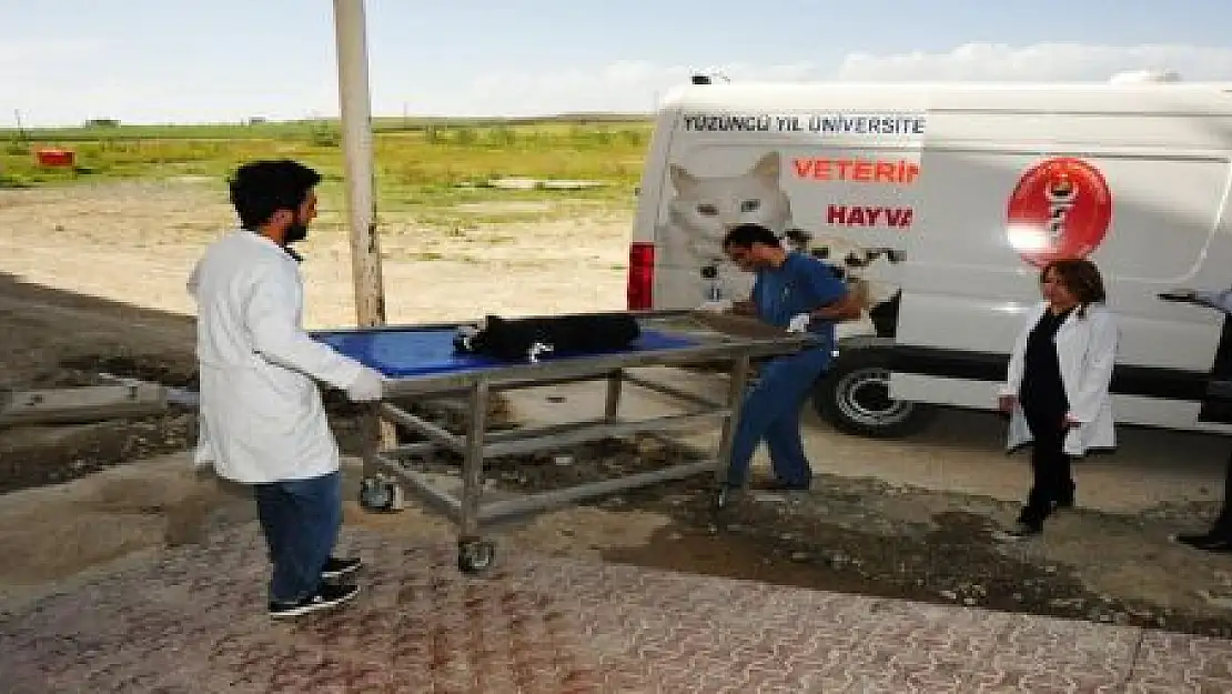 SOKAK KÖPEĞİ İÇİN AMBULANS İSTEDİ