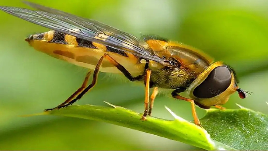 Doğal Antibiyotik, Propolis