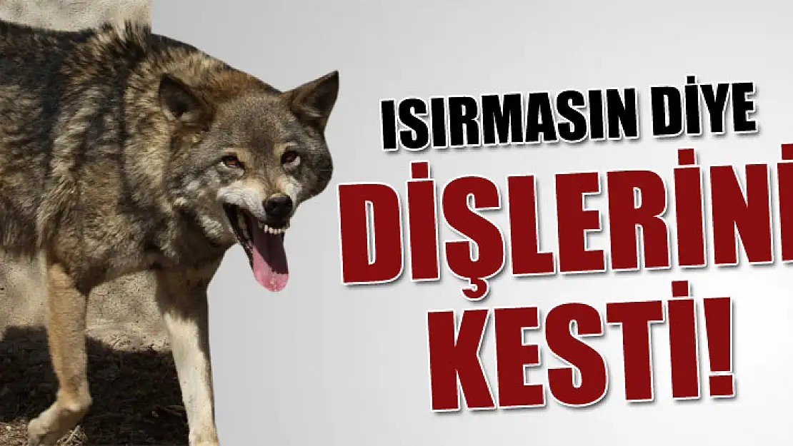 Isırmasın Diye Bakın Ne yapmışlar