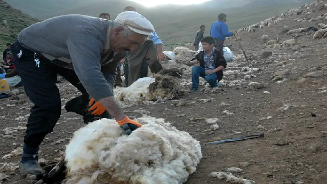 Koyun Kırpma Sezonu Açıldı