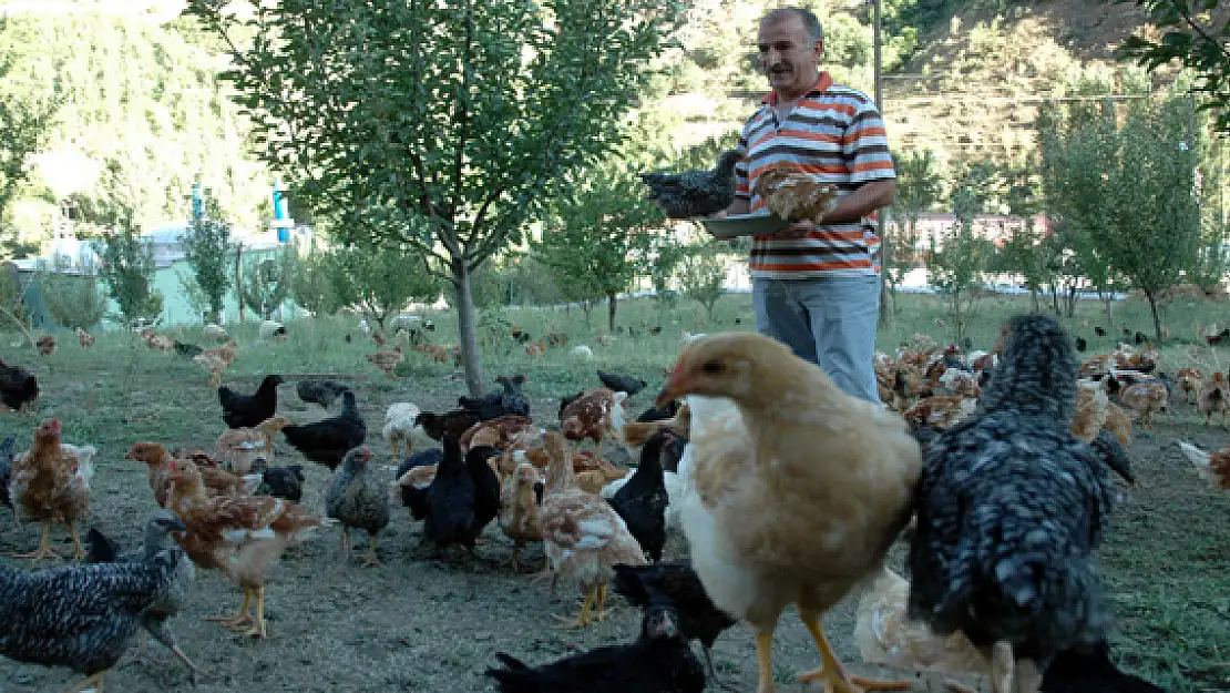 Emekli Oldu Tavuk Çiftliği Kurdu