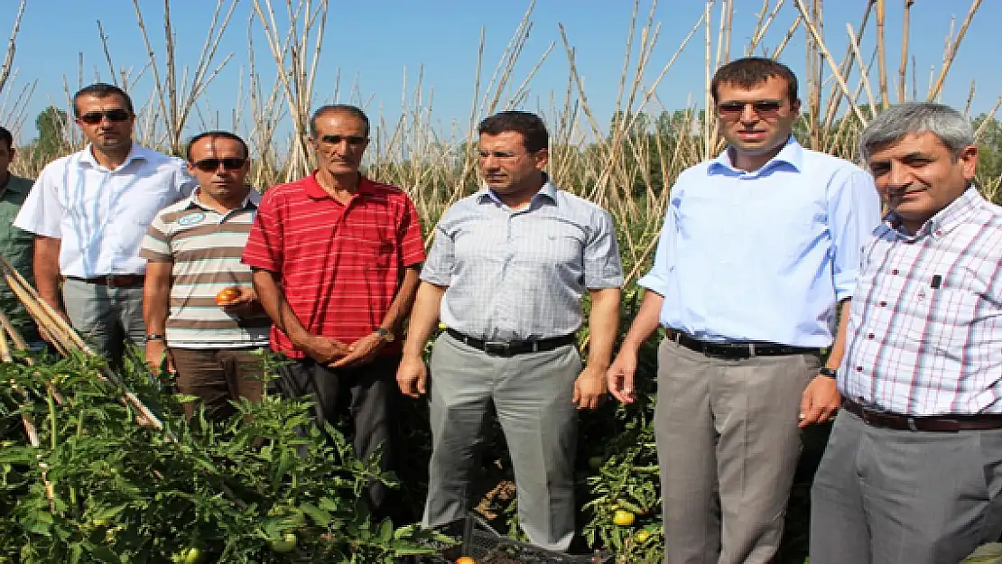 Gevaş'ta 30 Çeşit Sebze Yetiştiriliyor