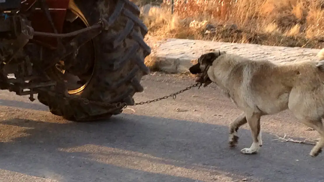 Köpeğini Traktör'ün Arkasına Bağladı