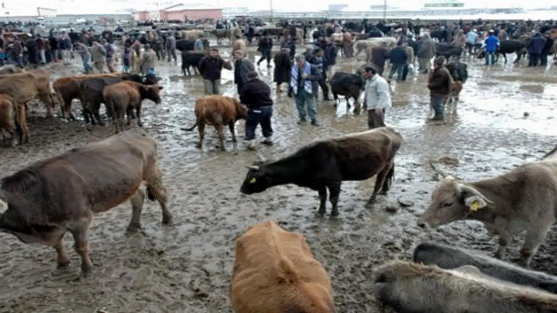 Hayvan Pazarı Yeni Yerine Taşınıyor