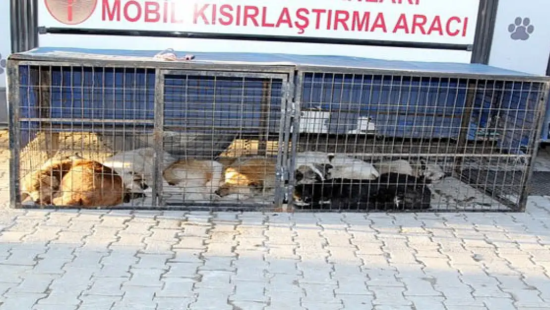 Başkale'de Sokak Hayvanları Koruma Altında