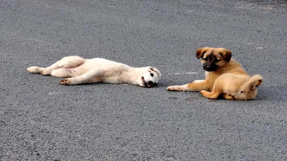 Yavru Köpek'ten İnsanlık Dersi