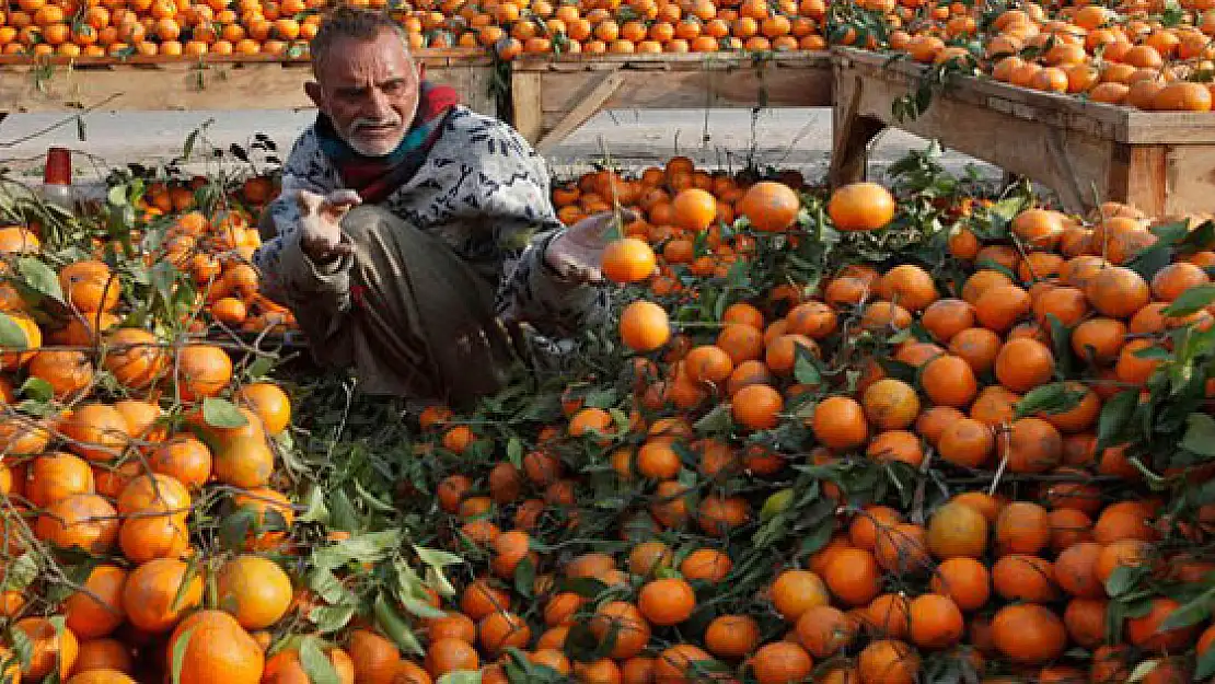 Zam Şampiyonu Mandalina 