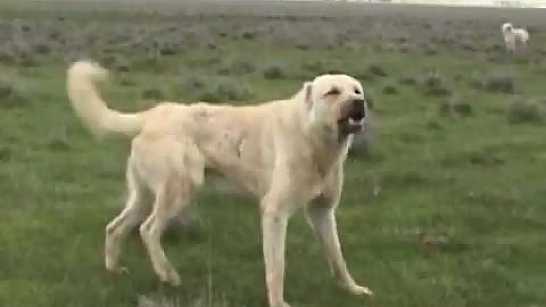 Köpek Tarafından Isırılan Çocuk Hastaneye Kaldırıldı