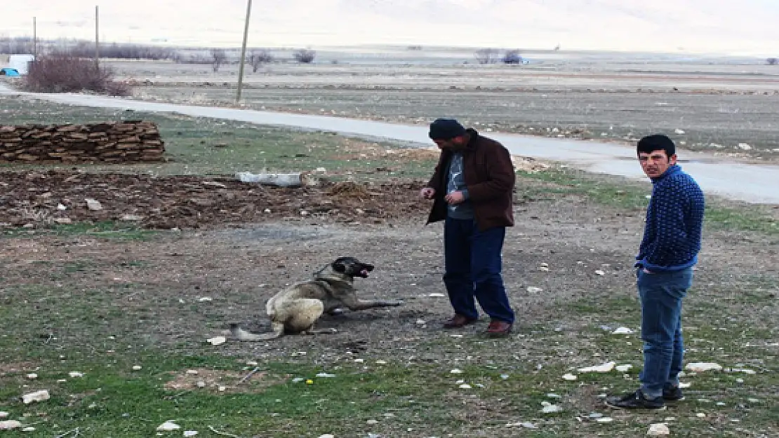 Gürpınar'da Kuduz Alarmı