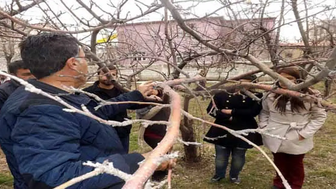 Öğrencilere Uygulamalı Aşı Ve Budama Eğitimi