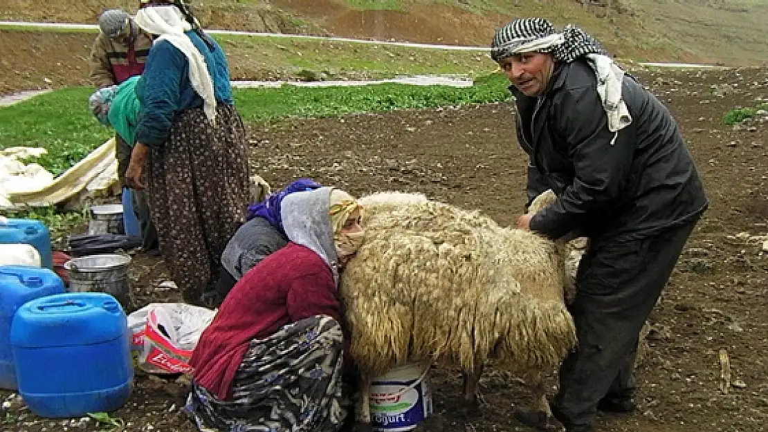 Berivan'lar Yaylalara Çıktı 