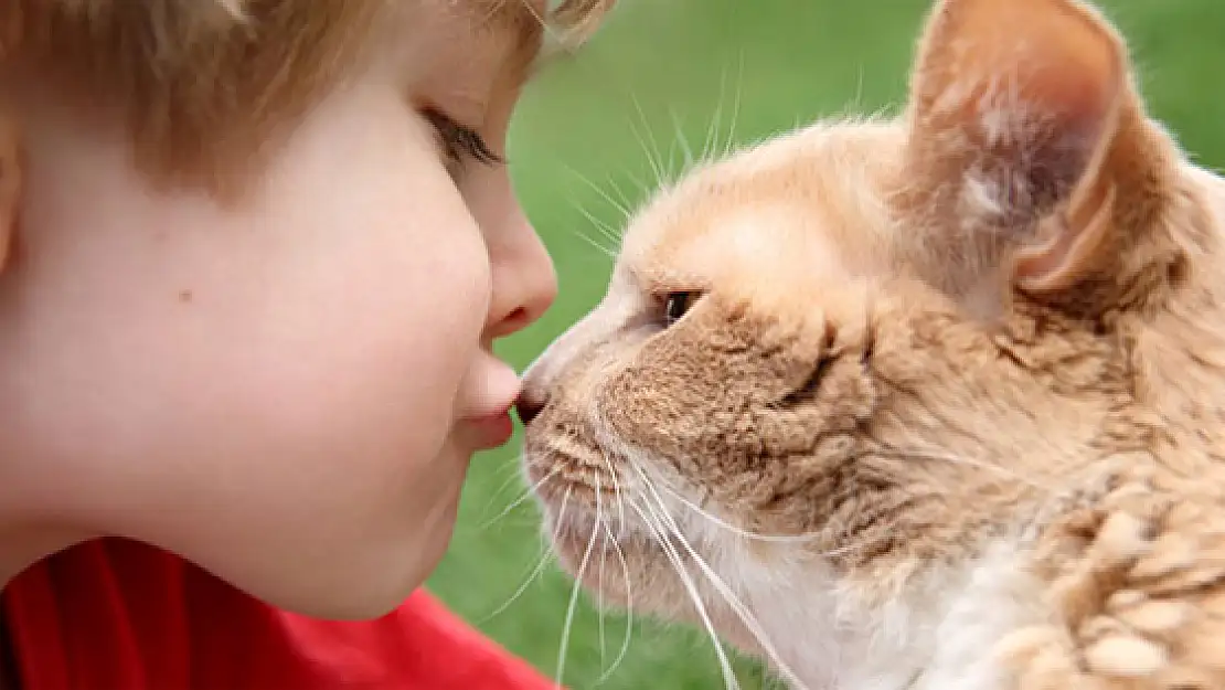  Kedi Beslemek Bakın Hangi Hastalığa Neden Oluyor