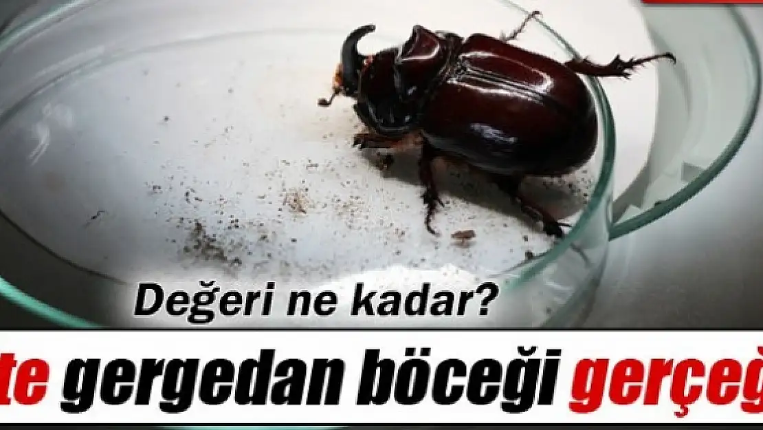 'Gergedan böceğinin hiçbir maddi değeri yok'