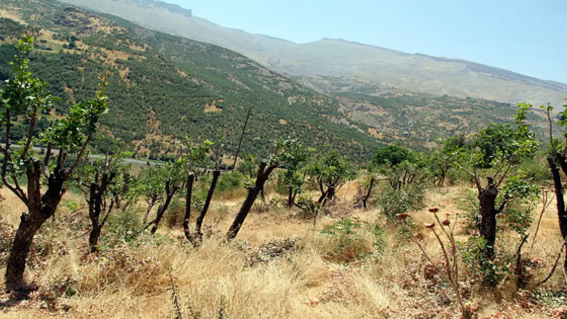 Yabani Bıttım Ağaçları Aşılandı