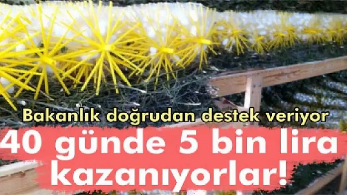 Evlerinde böcek yetiştirerek 5 bin lira kazandılar