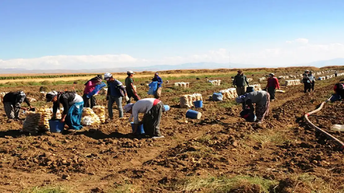 Vanda 33 Bin 95 Ton Civarında Sebze Üretiliyor