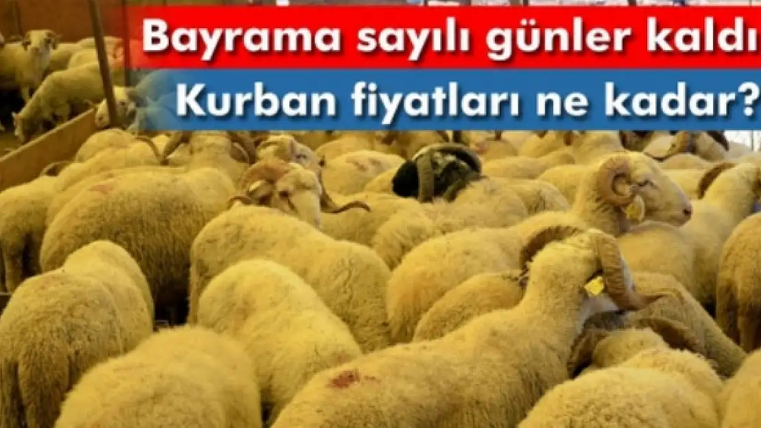 Kurban fiyatları el yakıyor