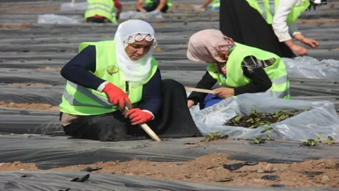 Özalpta 20 Bin Çilek Fidesi Ekildi