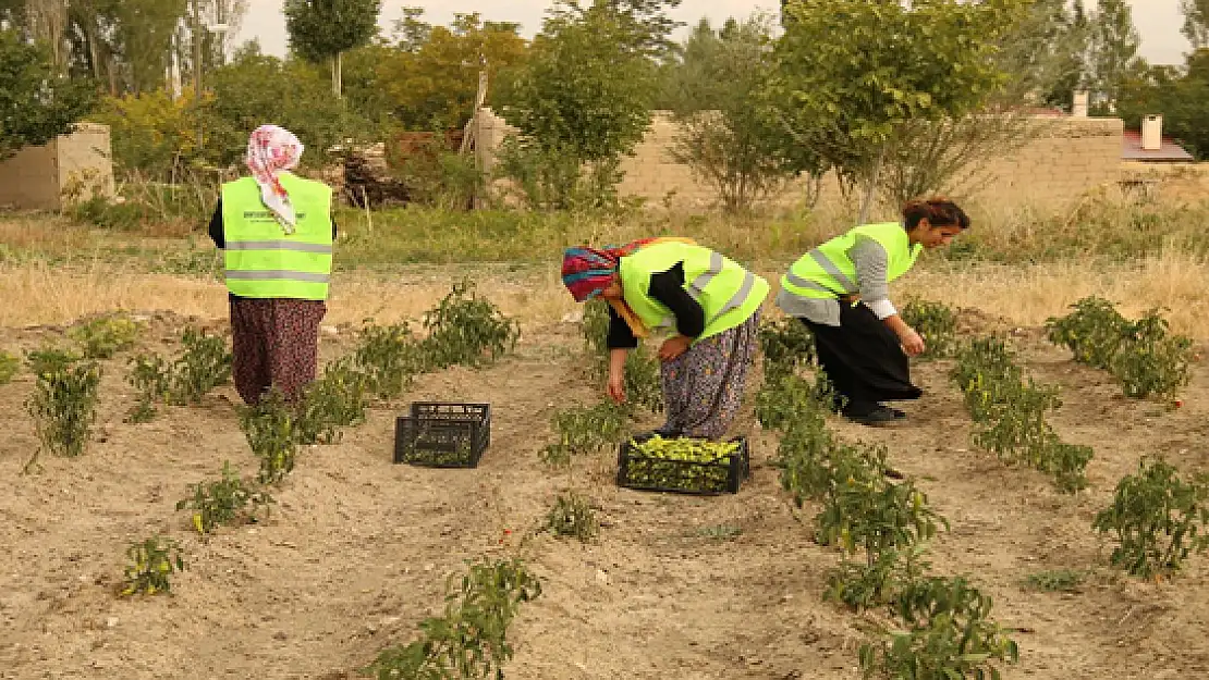 Yaşam Ağacı Projesi Meyvelerini Verdi