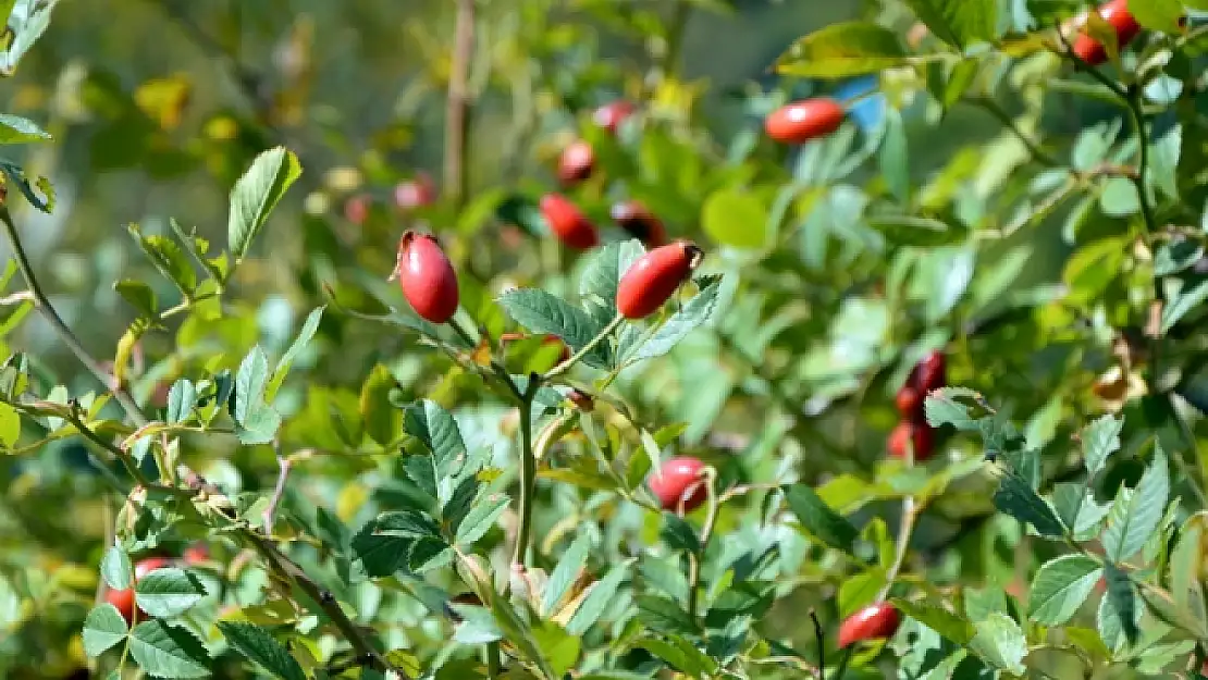 Kışın Habercisi Alıç Toplanmaya Başlandı