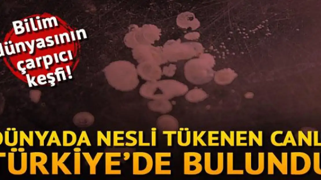 Dünyada nesli tükenen 'sucul salyangoz' türü Türkiye'de bulundu