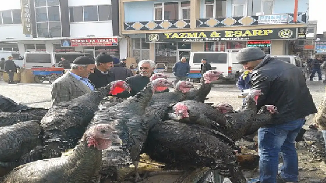 Yılbaşı Hindileri Görücüye Çıktı