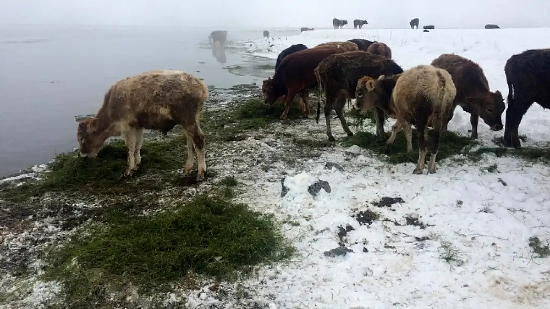 Dondurucu soğukta taze otla besleniyorlar 