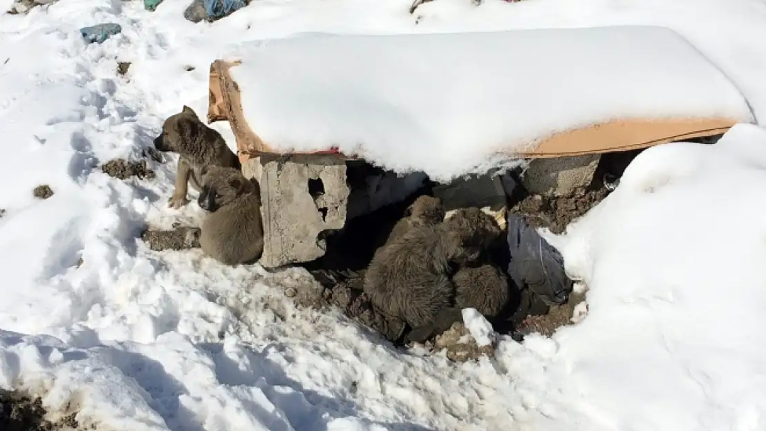 Van'da Yedi Yavru Köpek Ölüme Terk Edildi