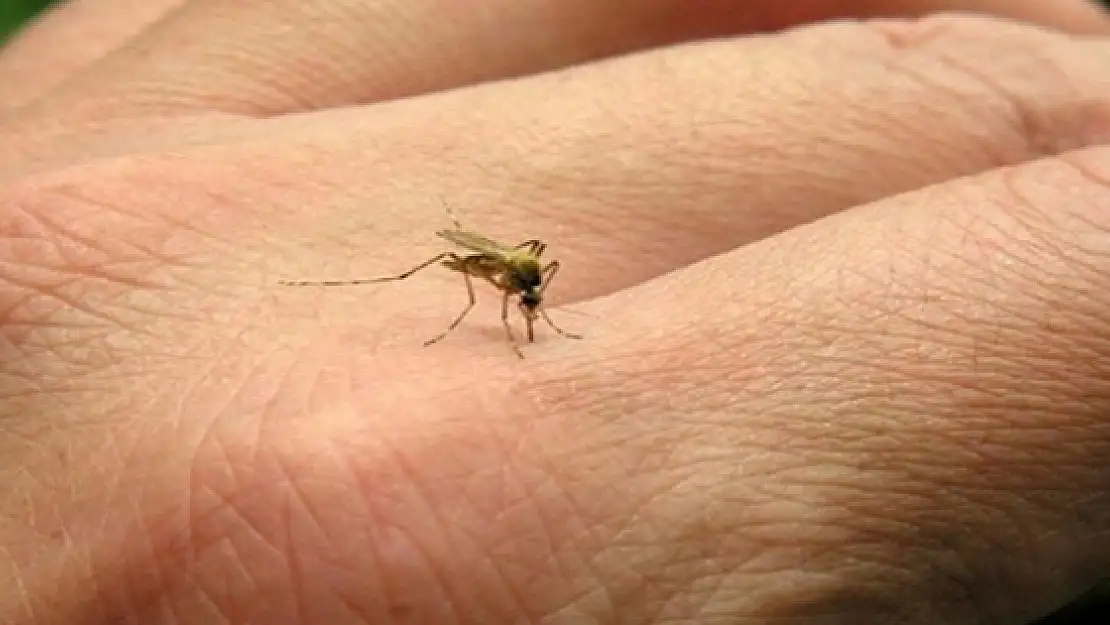 Zika virüsü bu kez Almanya'da saptandı