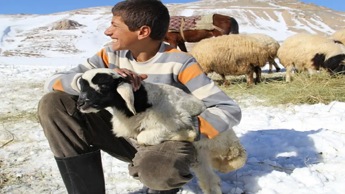 3 Ayaklı Doğan Kuzu Görenleri Şaşırttı