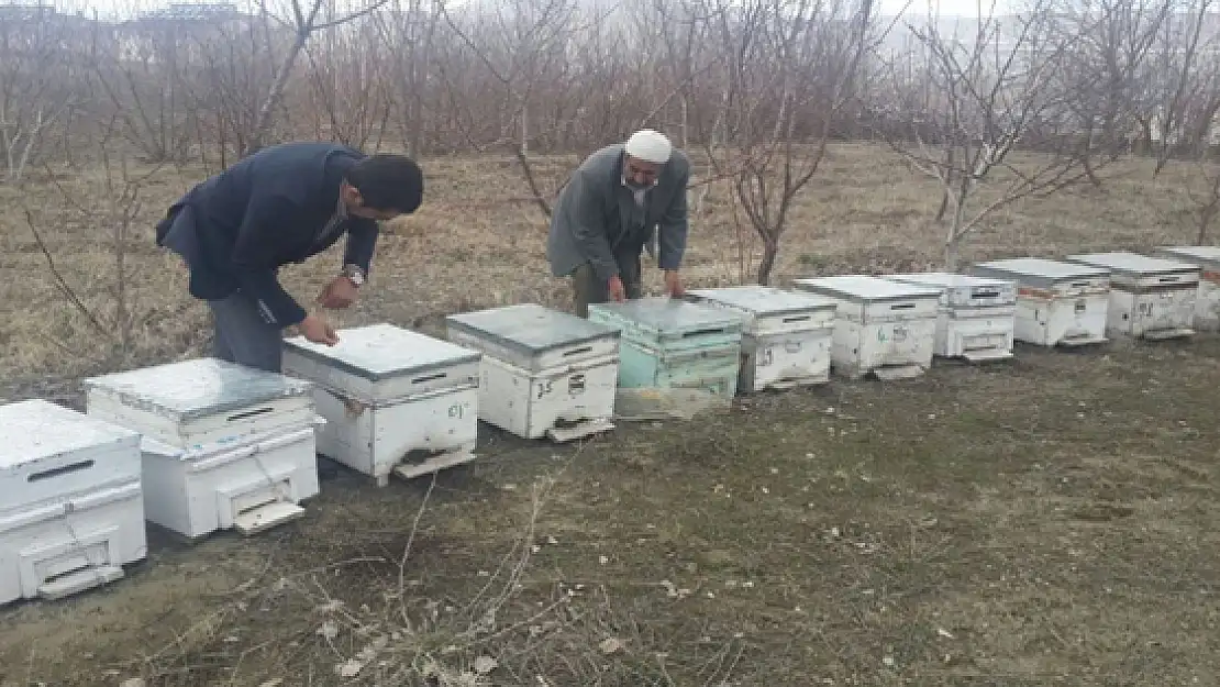 Vanda Arılar Kış Uykusundan Uyandı 