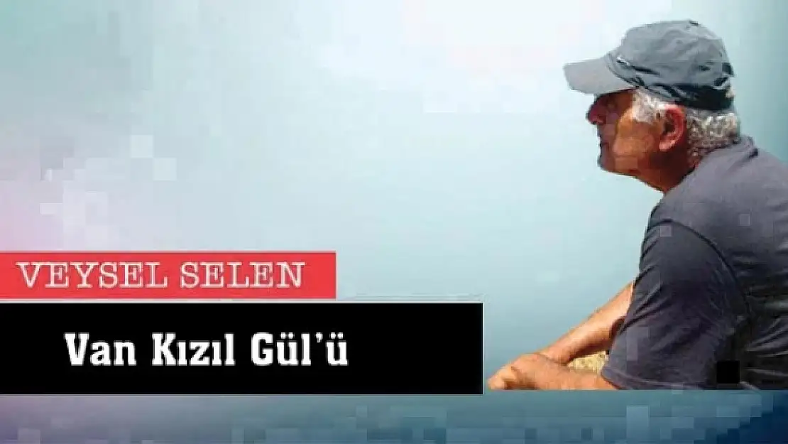 Van Kızıl Gülü