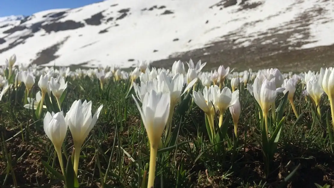 Vanın İki Farklı Yüzü 