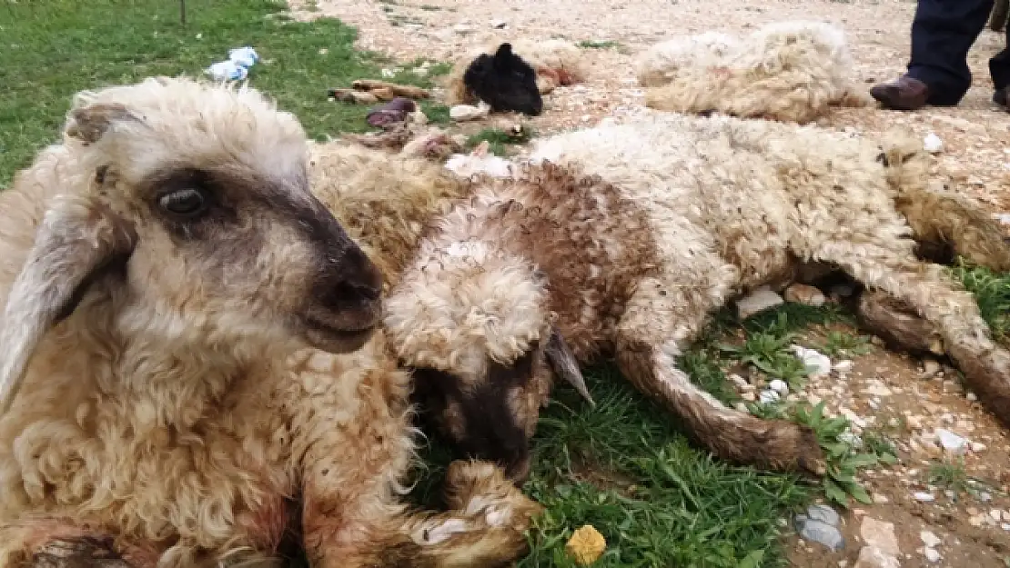 Vanda Şüpheli Kuzu Ölümleri