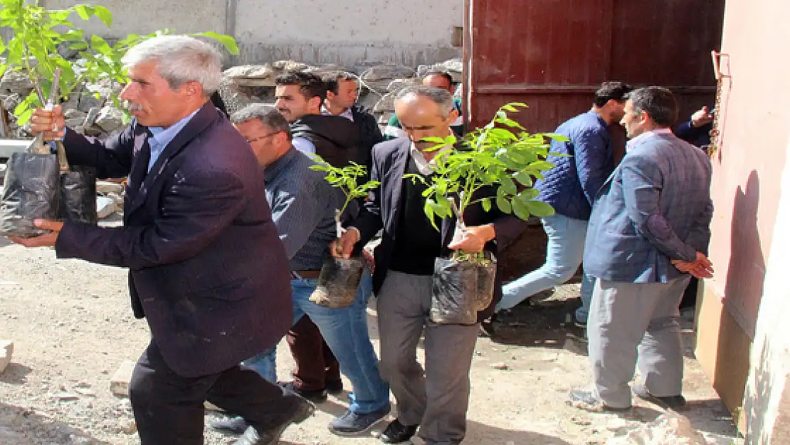 Çatak Dağları Ceviz Ağaçlarıyla Yeşillenecek