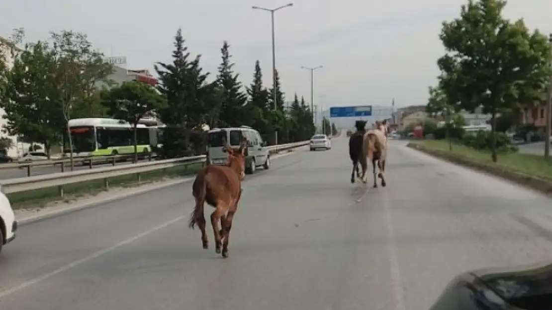 2 at ve 1 eşek trafiği alt üst etti