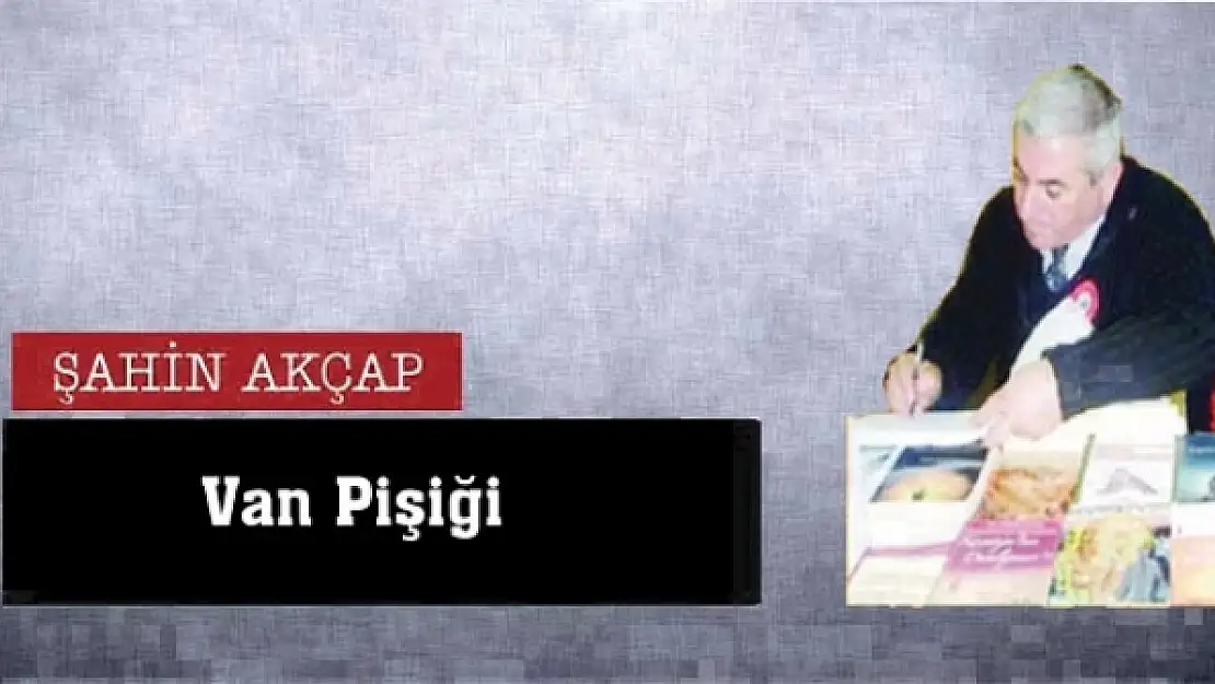 Van Pişiği