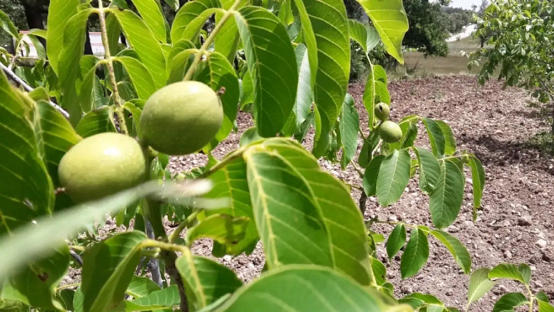 Bursa Çileği Yerini Cevize Bırakıyor