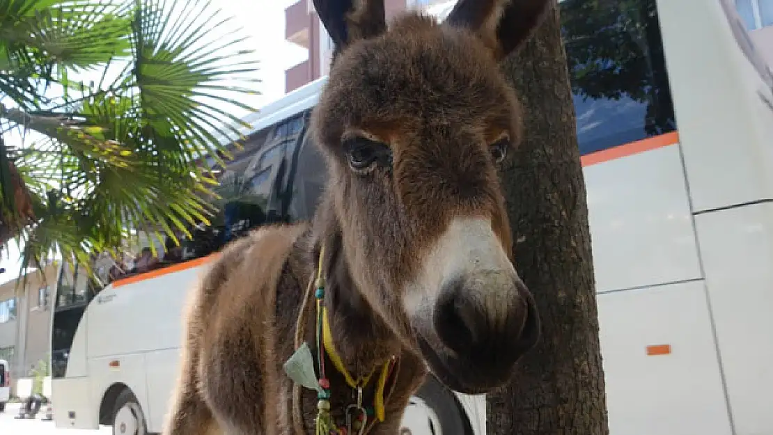 Sevimli sıpa maskot oldu