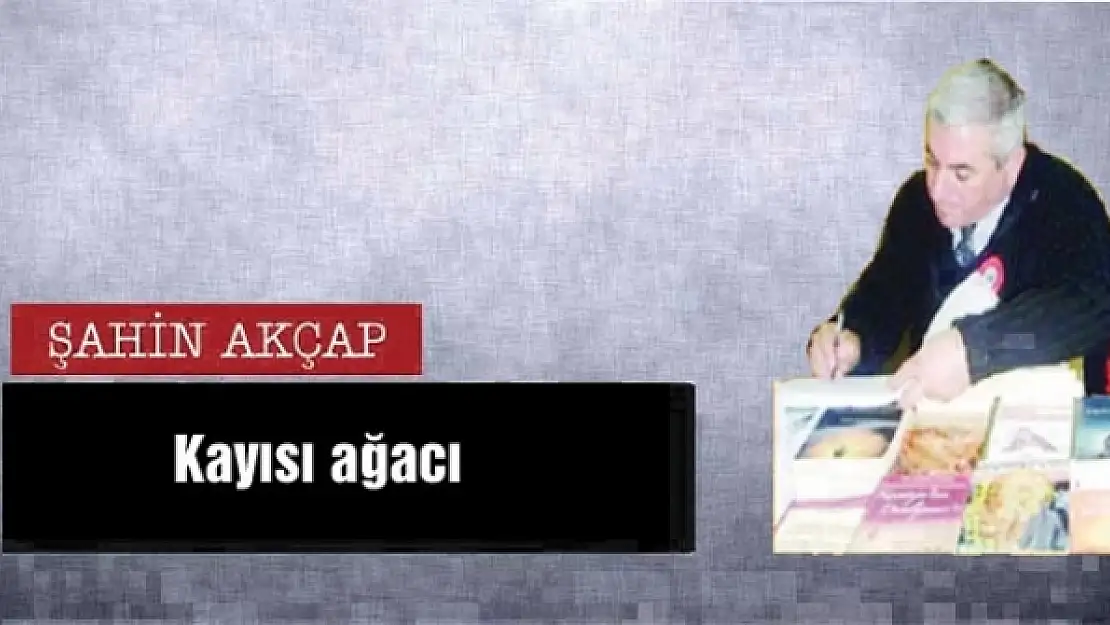 Kayısı ağacı 