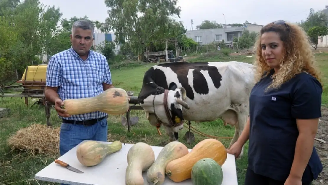 Hayvan yemine milli çözüm: Kabak 