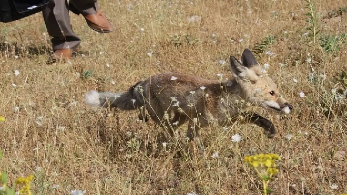 Tedavisi tamamlanan Tilki, doğal ortamına bırakıldı