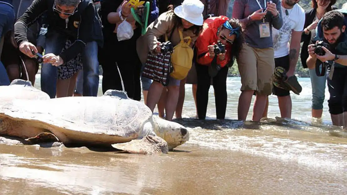 Caretta caretta dehşeti