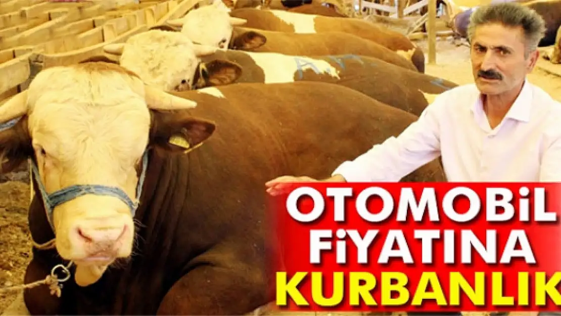 Bu kurbanlıklar otomobil fiyatlarıyla yarışıyor