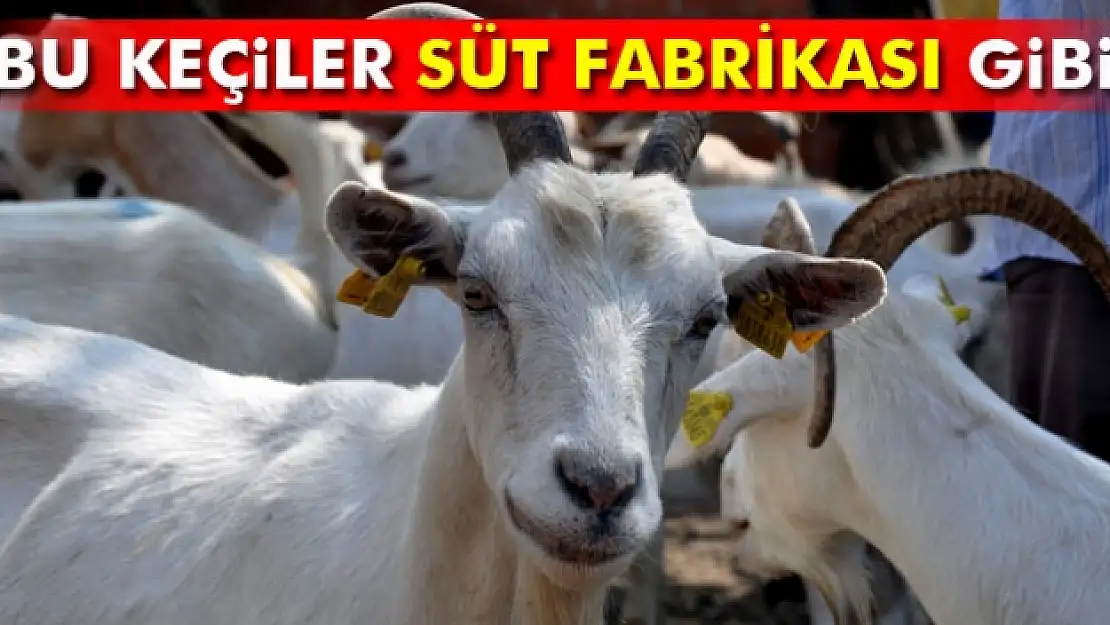 Süt fabrikası gibi keçiler